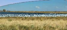spring snow goose hunts
