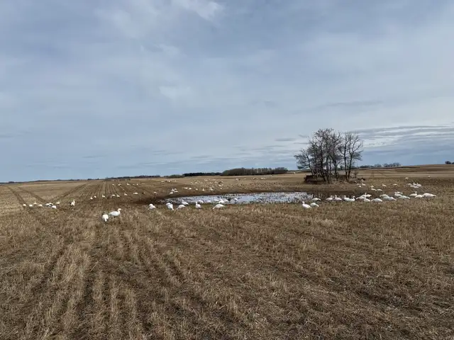 spring snow goose hunts - Photo 2