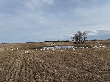 spring snow goose hunts - Photo 2