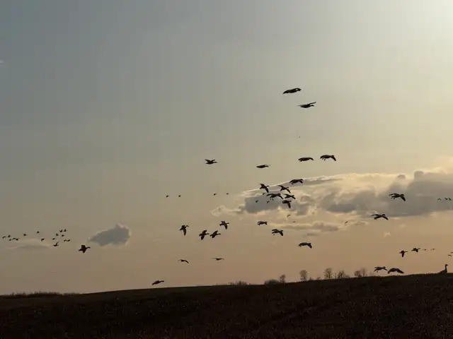 spring snow goose hunts - Photo 3