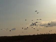 spring snow goose hunts - Photo 3