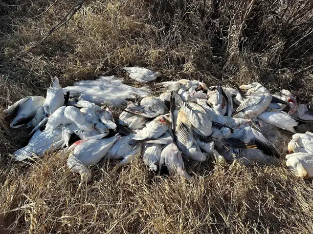 spring snow goose hunts - Photo 4