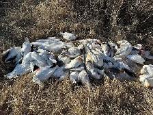 spring snow goose hunts - Photo 4