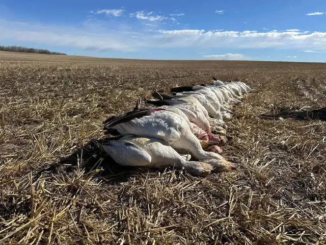spring snow goose hunts - Photo 5