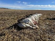 spring snow goose hunts - Photo 5