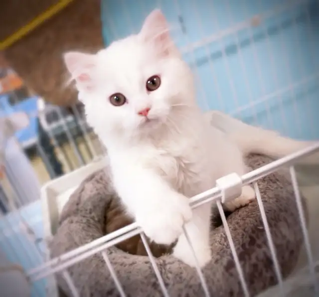 Chatons persan croisés ( femelles )