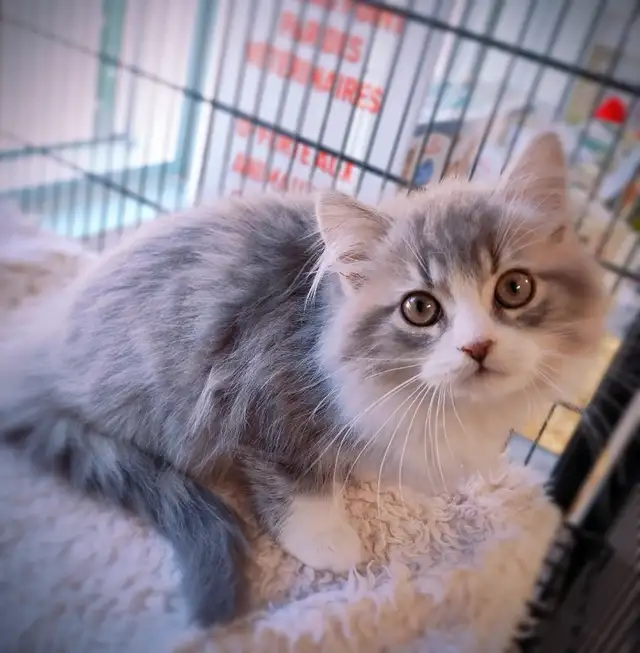 Chatons persan croisés ( femelles ) - Photo 2