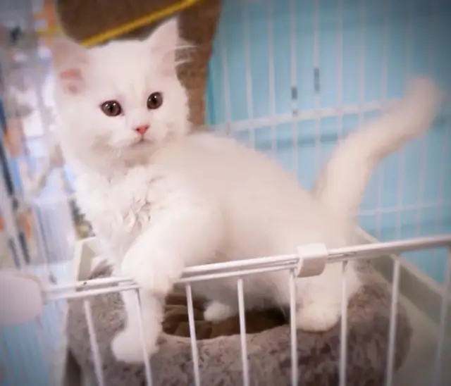 Chatons persan croisés ( femelles ) - Photo 3