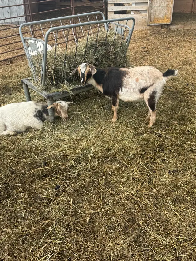 Nigerian dwarf/ Nubian goat girls