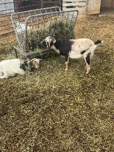Nigerian dwarf/ Nubian goat girls