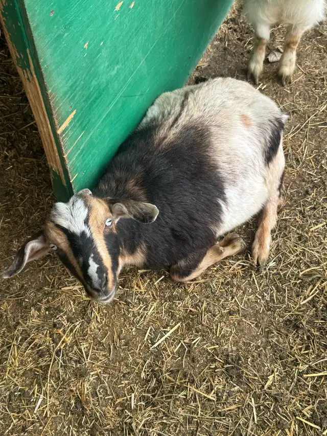 Nigerian dwarf/ Nubian goat girls - Photo 2