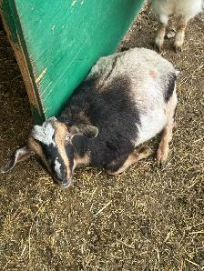 Nigerian dwarf/ Nubian goat girls - Photo 2