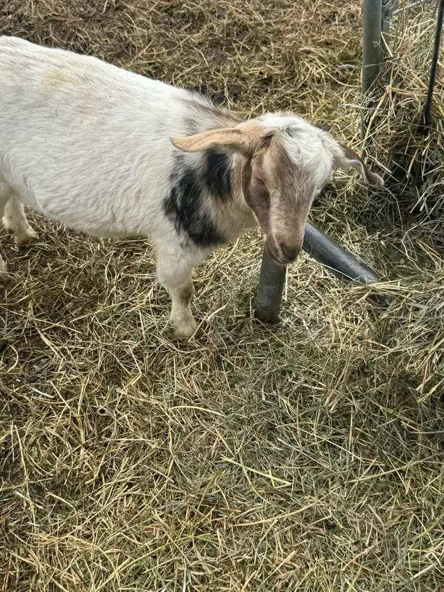 Nigerian dwarf/ Nubian goat girls - Photo 3