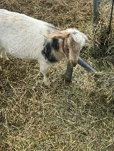 Nigerian dwarf/ Nubian goat girls - Photo 3