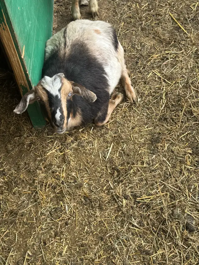 Nigerian dwarf/ Nubian goat girls - Photo 4