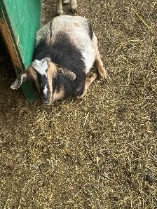 Nigerian dwarf/ Nubian goat girls - Photo 4