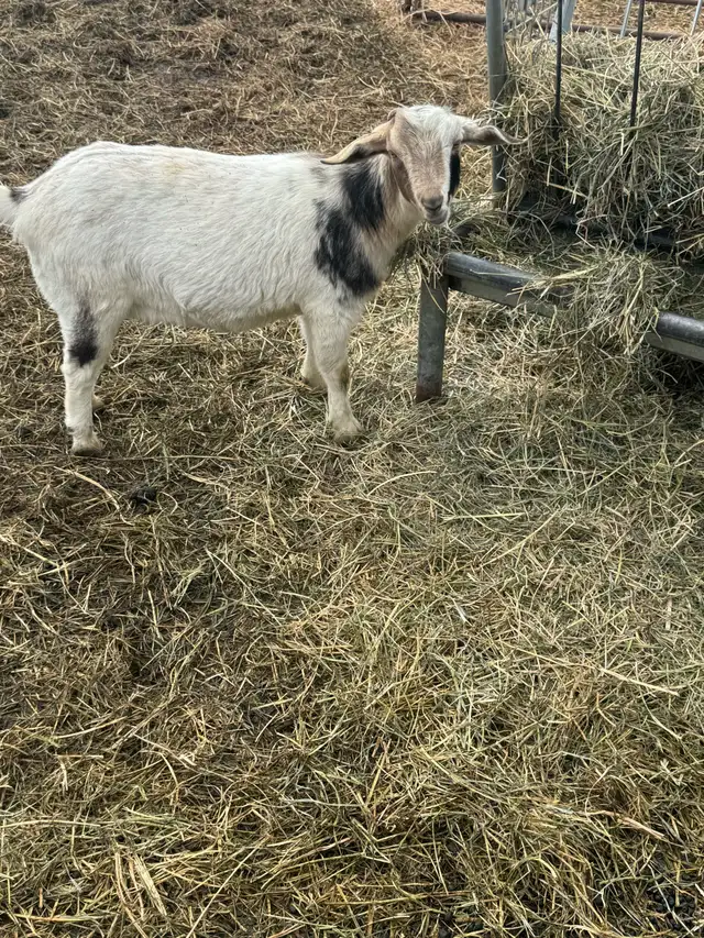 Nigerian dwarf/ Nubian goat girls - Photo 5