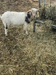 Nigerian dwarf/ Nubian goat girls - Photo 5