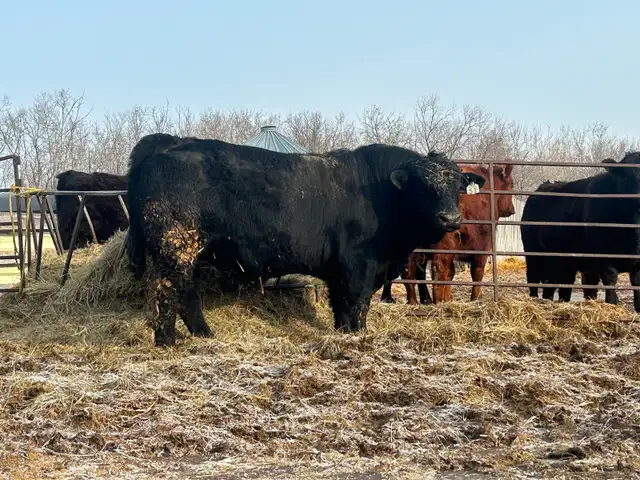 2 year old Simmental Bull