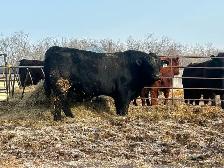 2 year old Simmental Bull