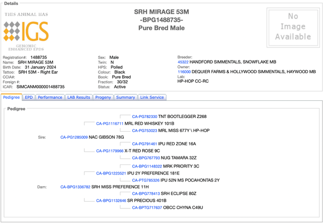 2 year old Simmental Bull - Photo 2
