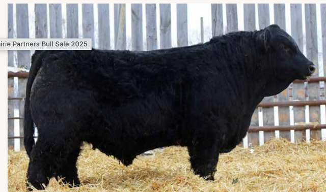 2 year old Simmental Bull - Photo 3