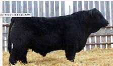 2 year old Simmental Bull - Photo 3