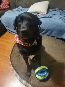 DAVE THE DOG WALKER - Photo 2