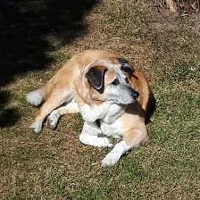 DAVE THE DOG WALKER - Photo 3