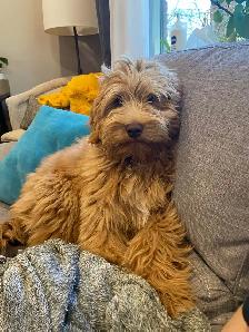 DAVE THE DOG WALKER - Photo 4