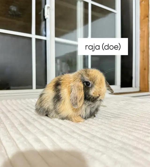 Sweet Holland Lop baby bunnies!