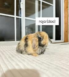 Sweet Holland Lop baby bunnies!