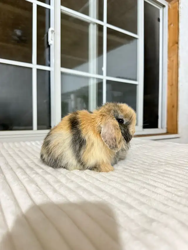 Sweet Holland Lop baby bunnies! - Photo 2