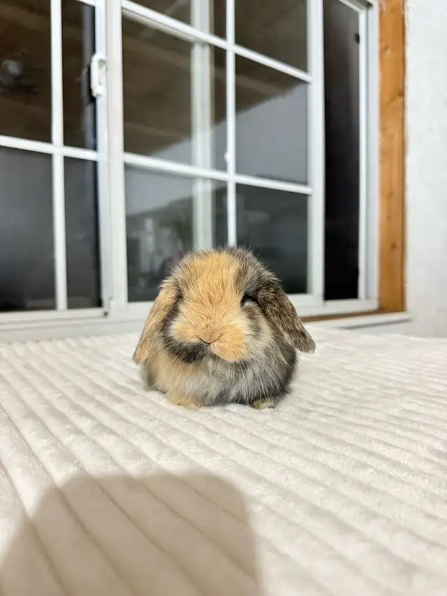 Sweet Holland Lop baby bunnies! - Photo 3