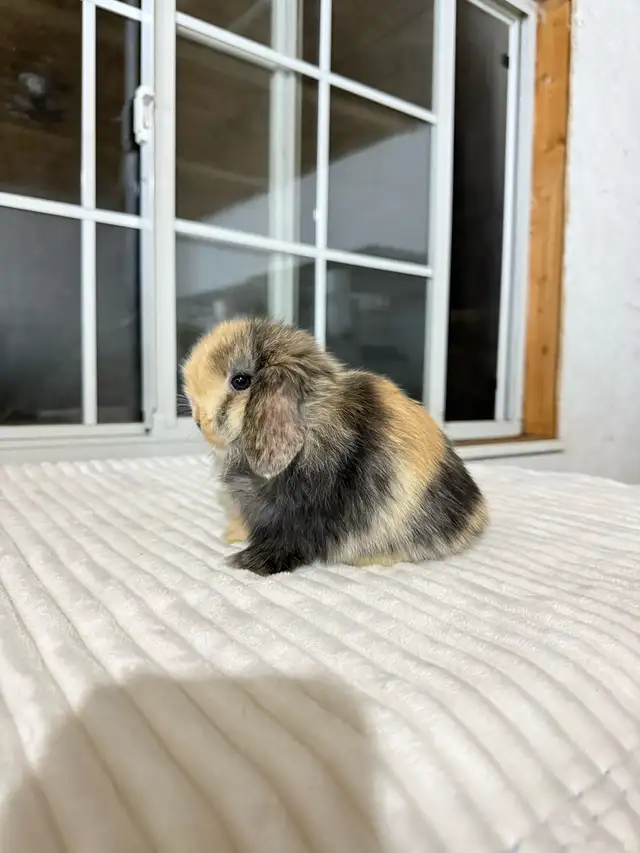 Sweet Holland Lop baby bunnies! - Photo 4