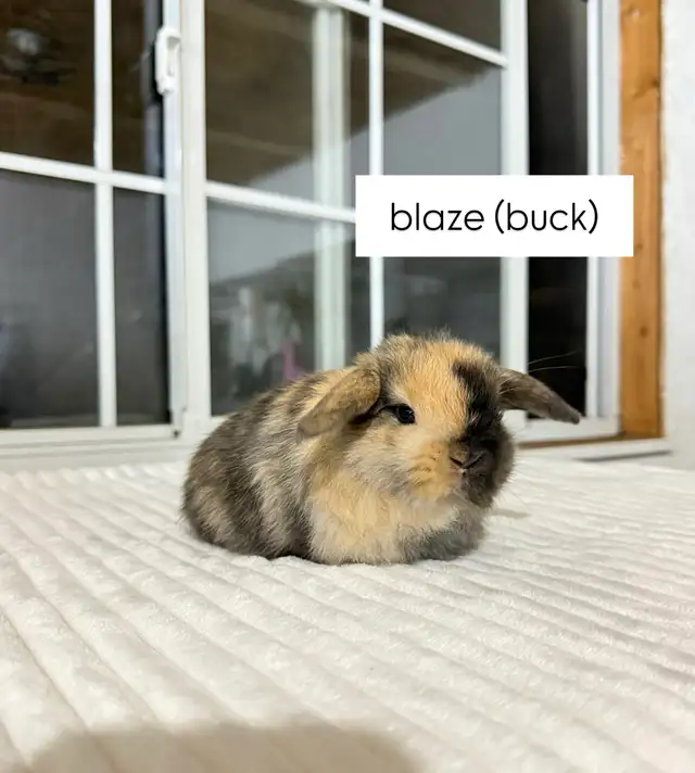 Sweet Holland Lop baby bunnies! - Photo 5