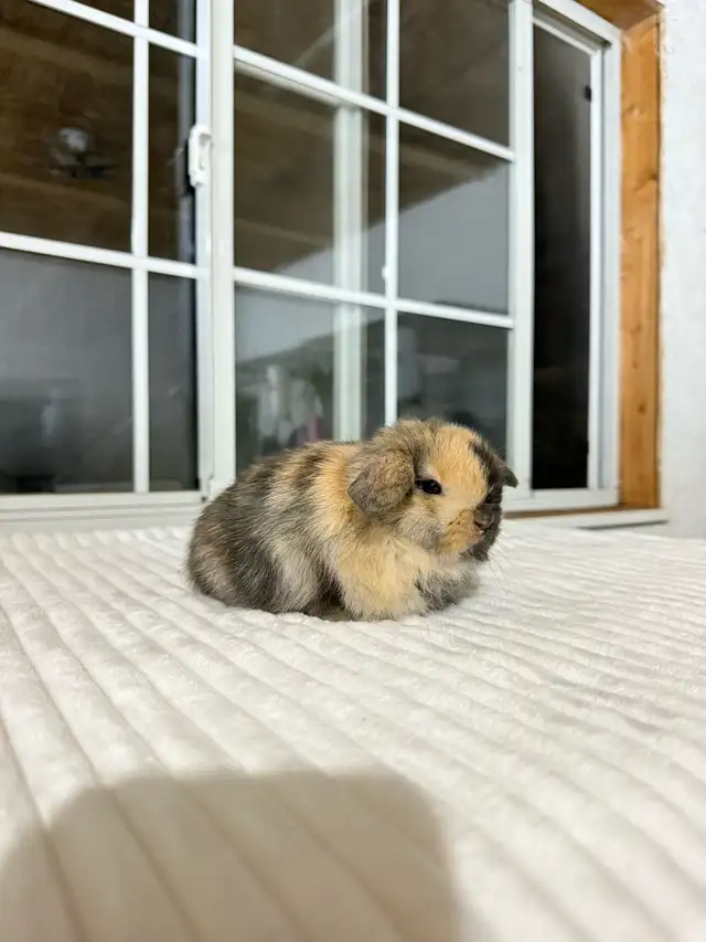 Sweet Holland Lop baby bunnies! - Photo 6