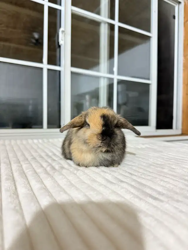 Sweet Holland Lop baby bunnies! - Photo 7