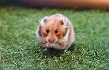 Experienced Small Animal Boarding