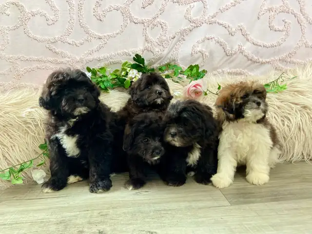 Shitzoo/Poodle Puppies