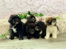 Shitzoo/Poodle Puppies
