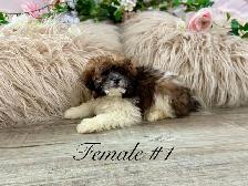 Shitzoo/Poodle Puppies - Photo 2