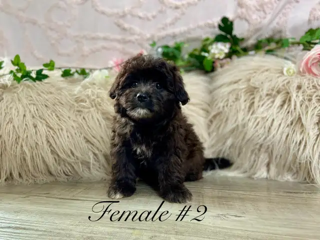 Shitzoo/Poodle Puppies - Photo 3