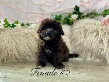 Shitzoo/Poodle Puppies - Photo 3