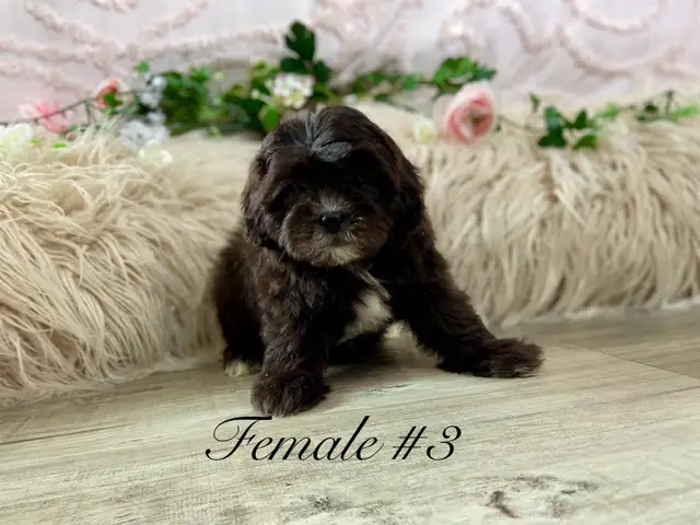 Shitzoo/Poodle Puppies - Photo 4