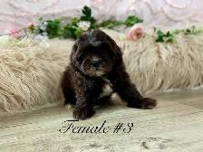 Shitzoo/Poodle Puppies - Photo 4