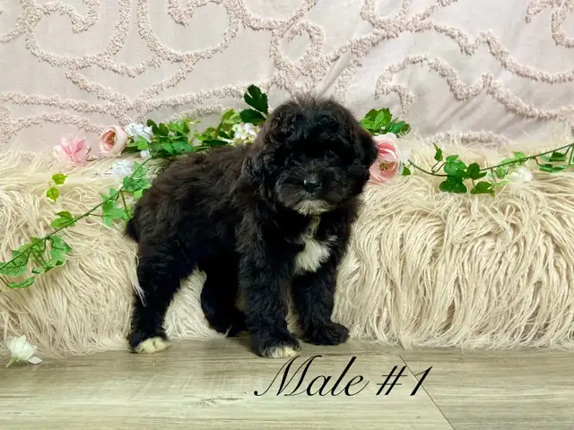 Shitzoo/Poodle Puppies - Photo 5