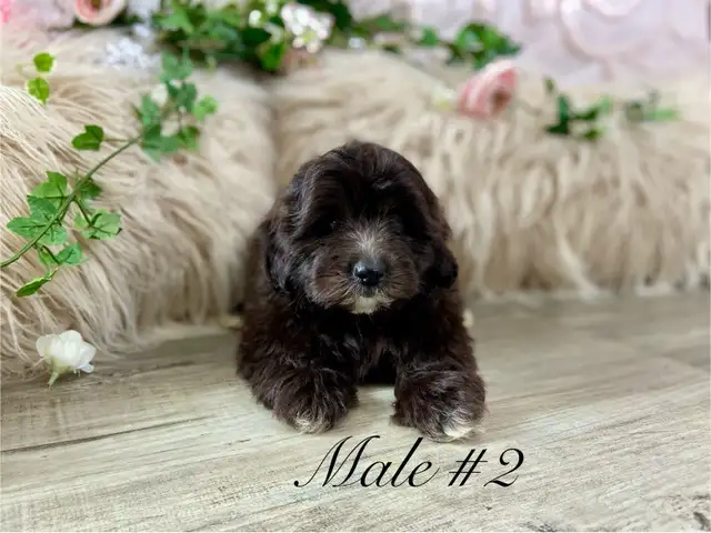 Shitzoo/Poodle Puppies - Photo 6