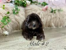 Shitzoo/Poodle Puppies - Photo 6