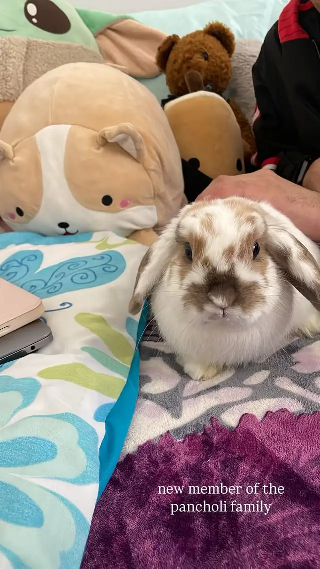 Free Bunny  Cage and Food